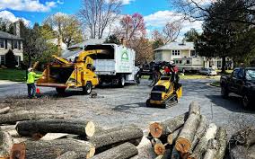 Professional Tree Care Services in Judsonia, AR